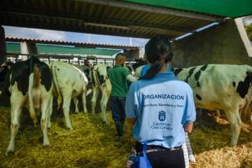 Más de 900 animales en la Feria de Ganado de Gran Canaria (Foto TA)